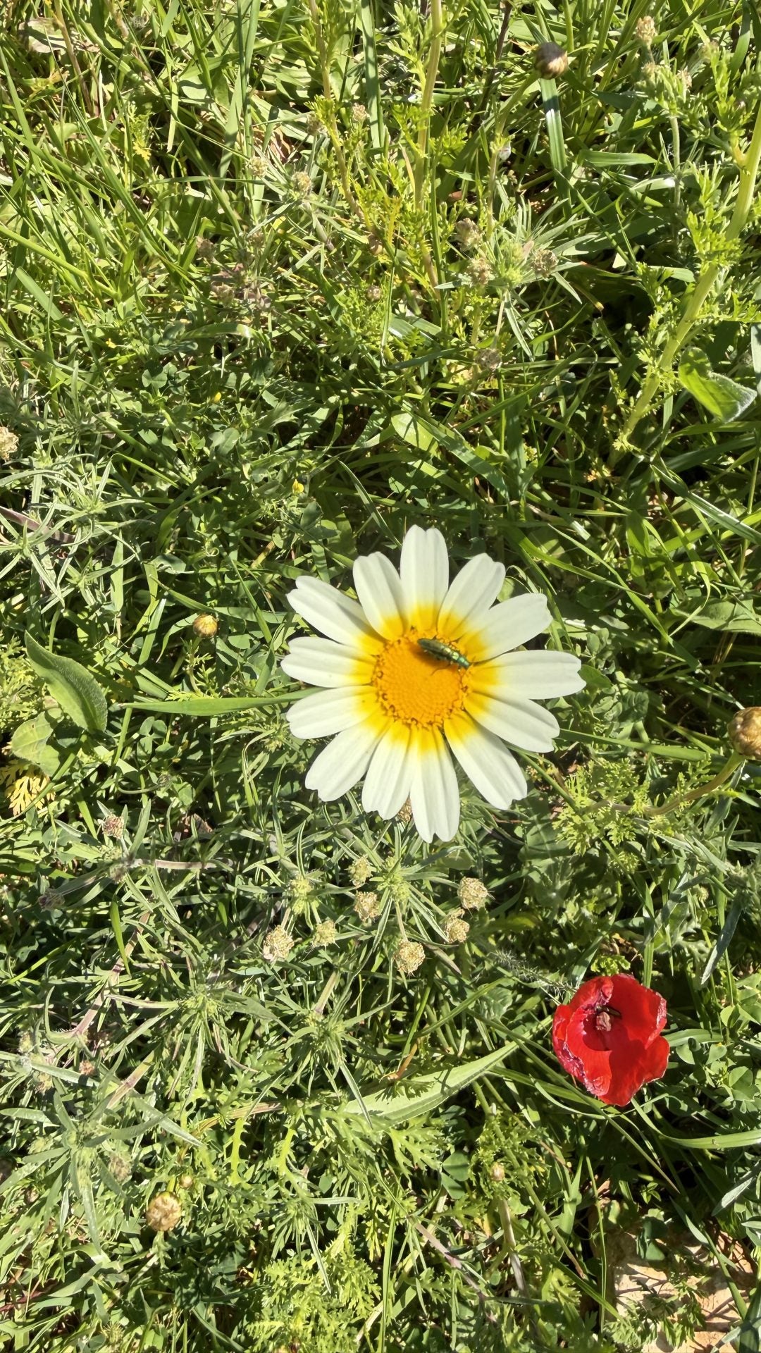 Bella Durmiente