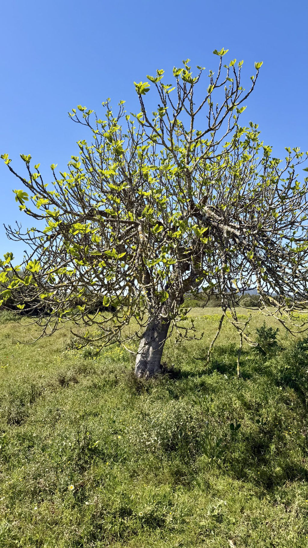 Bella Durmiente