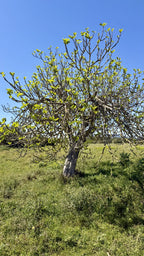 Bella Durmiente