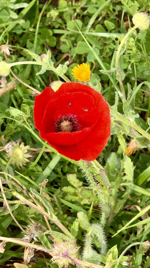Bella Durmiente