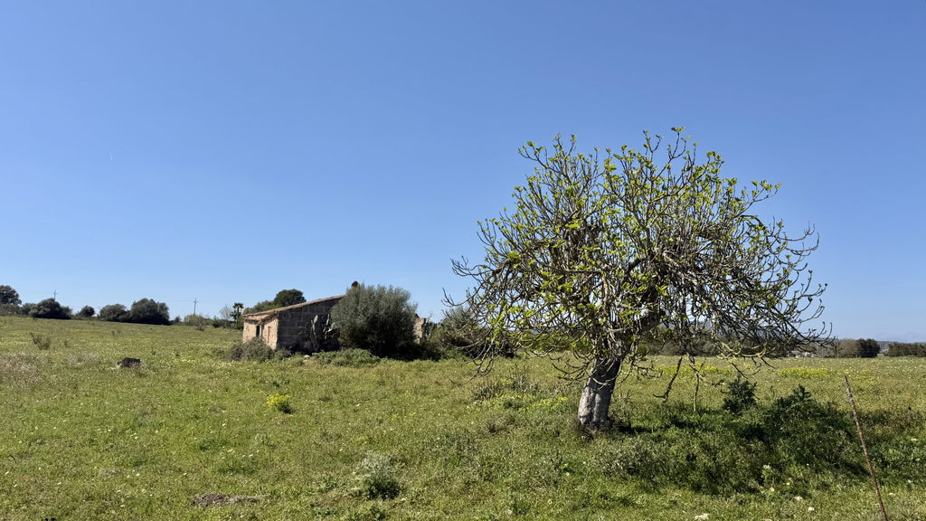Bella Durmiente