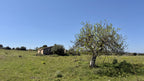 Bella Durmiente