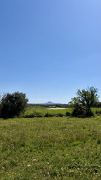 Bella Durmiente