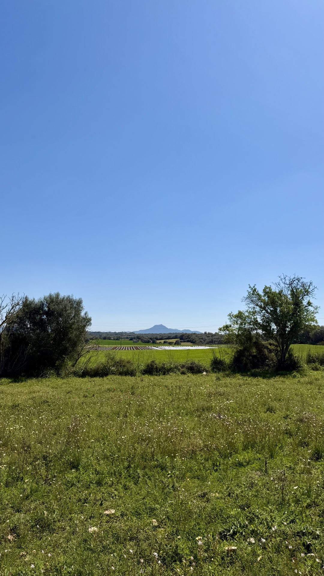 Bella Durmiente